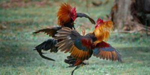 Các loại cược khi tham gia đá gà max88